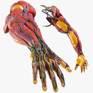 3D model Human Arm Anatomy Model with Nerves and Fat