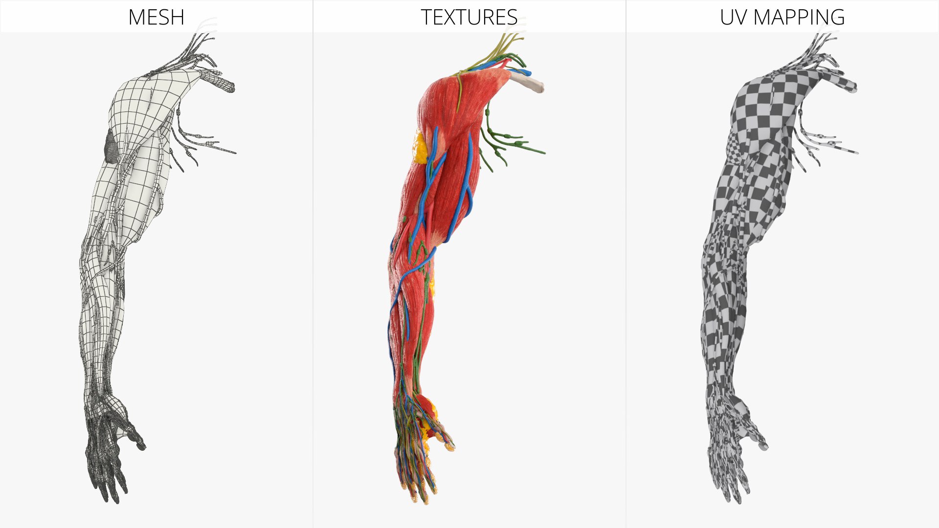 3D Model Human Arm Anatomy Model With Nerves And Fat - TurboSquid 2450304