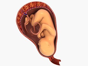 baby fetus womb placenta 3D model