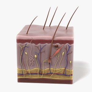 Skin Anatomy