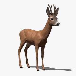 Roe-Deer-Buck