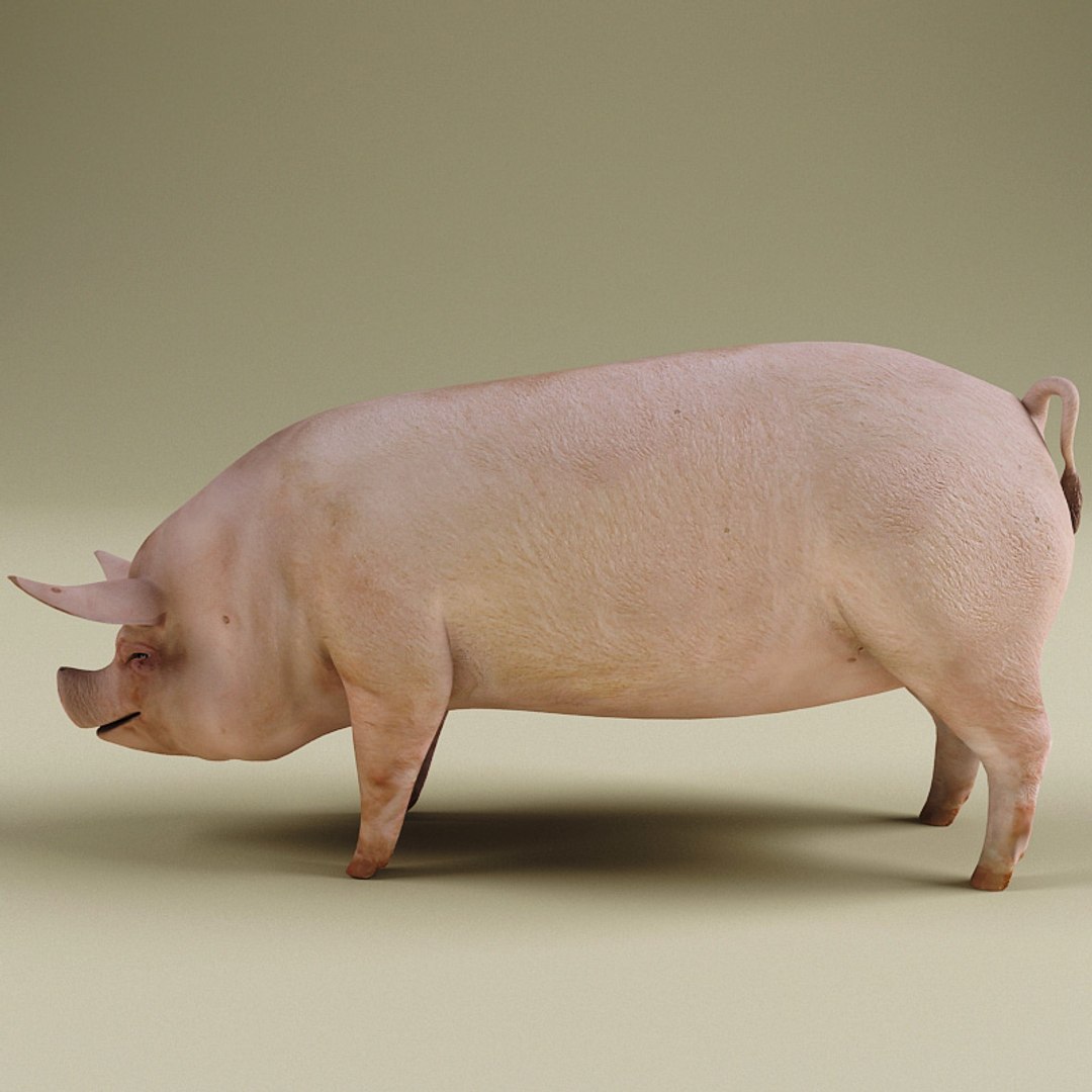Max Pig Rigged