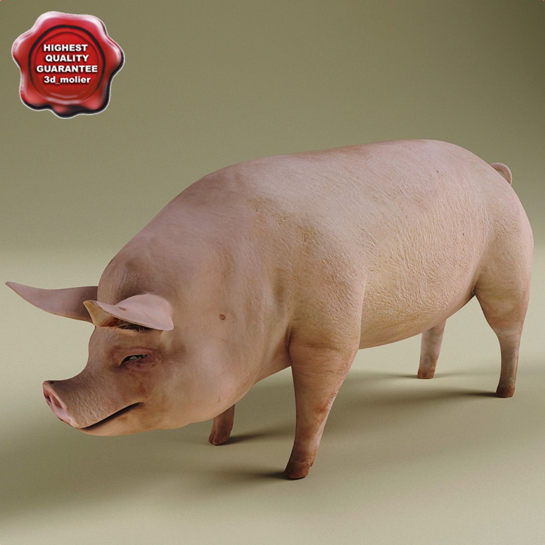 Max Pig Rigged