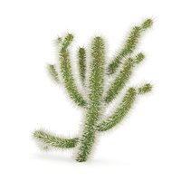 Cholla Cactus