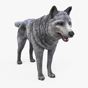 Wolf Low Poly model