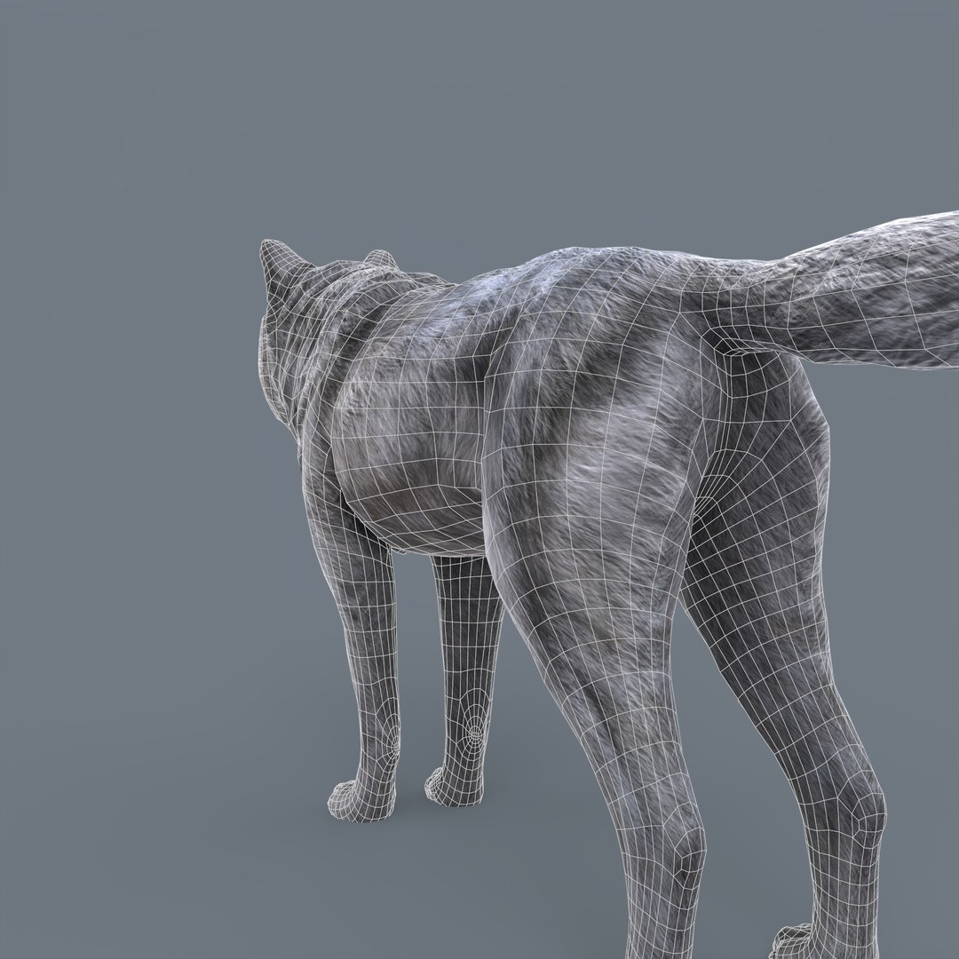 Wolf Low Poly Model - TurboSquid 2037736