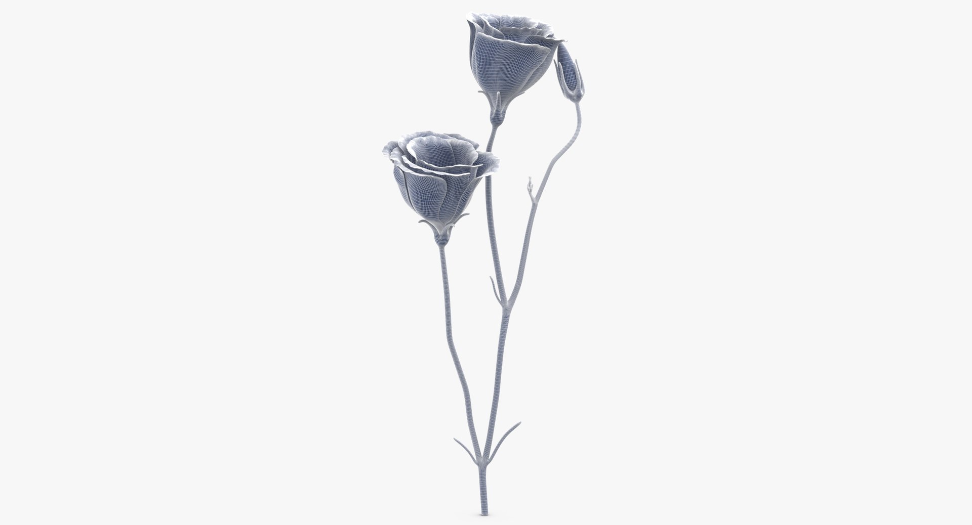 3D eustoma purple - https://p.turbosquid.com/ts-thumb/Zv/5eHkO8/1ZZ3rL1Y/eustoma_purple_wireframe_01_0005/jpg/1550066098/1920x1080/fit_q87/d0a1d241d398d38af8e59d1f4e388ce63279fe0e/eustoma_purple_wireframe_01_0005.jpg