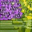 Eustoma -  Purple