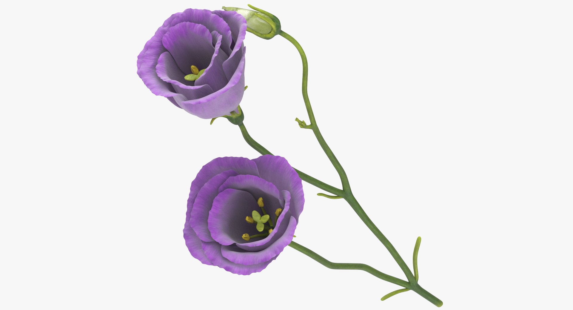 3D eustoma purple - https://p.turbosquid.com/ts-thumb/Zv/5eHkO8/Kb0eZkvR/eustoma_purple_thumbnail_0000/jpg/1555680088/1920x1080/fit_q87/a7601c5d4a1819e08f1b1f44066efd7ad6e3a158/eustoma_purple_thumbnail_0000.jpg