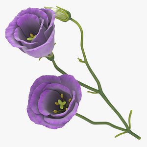 3D eustoma purple -