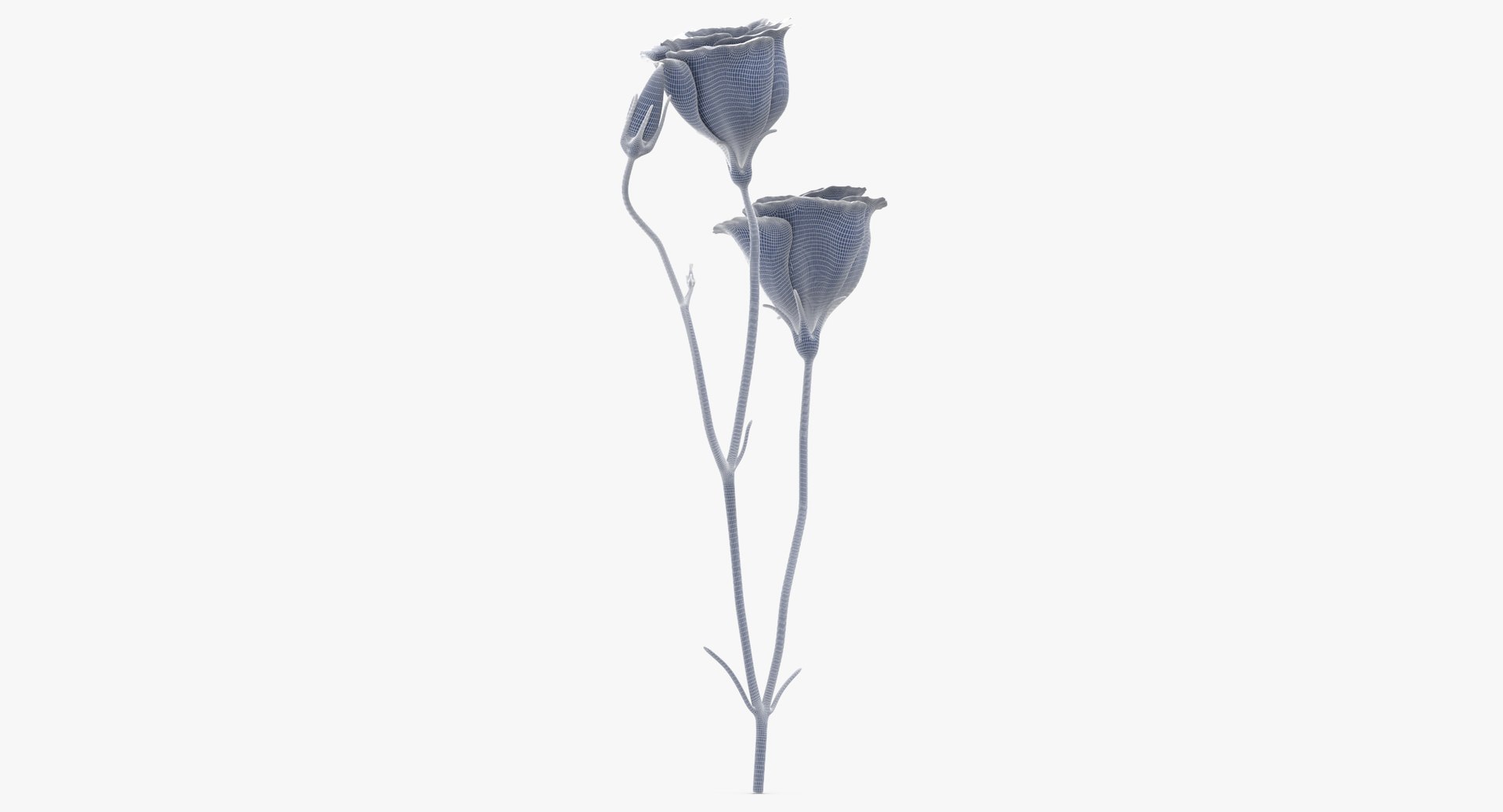 3D eustoma purple - https://p.turbosquid.com/ts-thumb/Zv/5eHkO8/PoPohBPk/eustoma_purple_wireframe_01_0006/jpg/1550066098/1920x1080/fit_q87/952f6d8aed9d572d64e51254a40a4475c8108a71/eustoma_purple_wireframe_01_0006.jpg