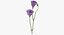 Eustoma -  Purple