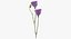 Eustoma -  Purple