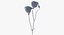 Eustoma -  Purple