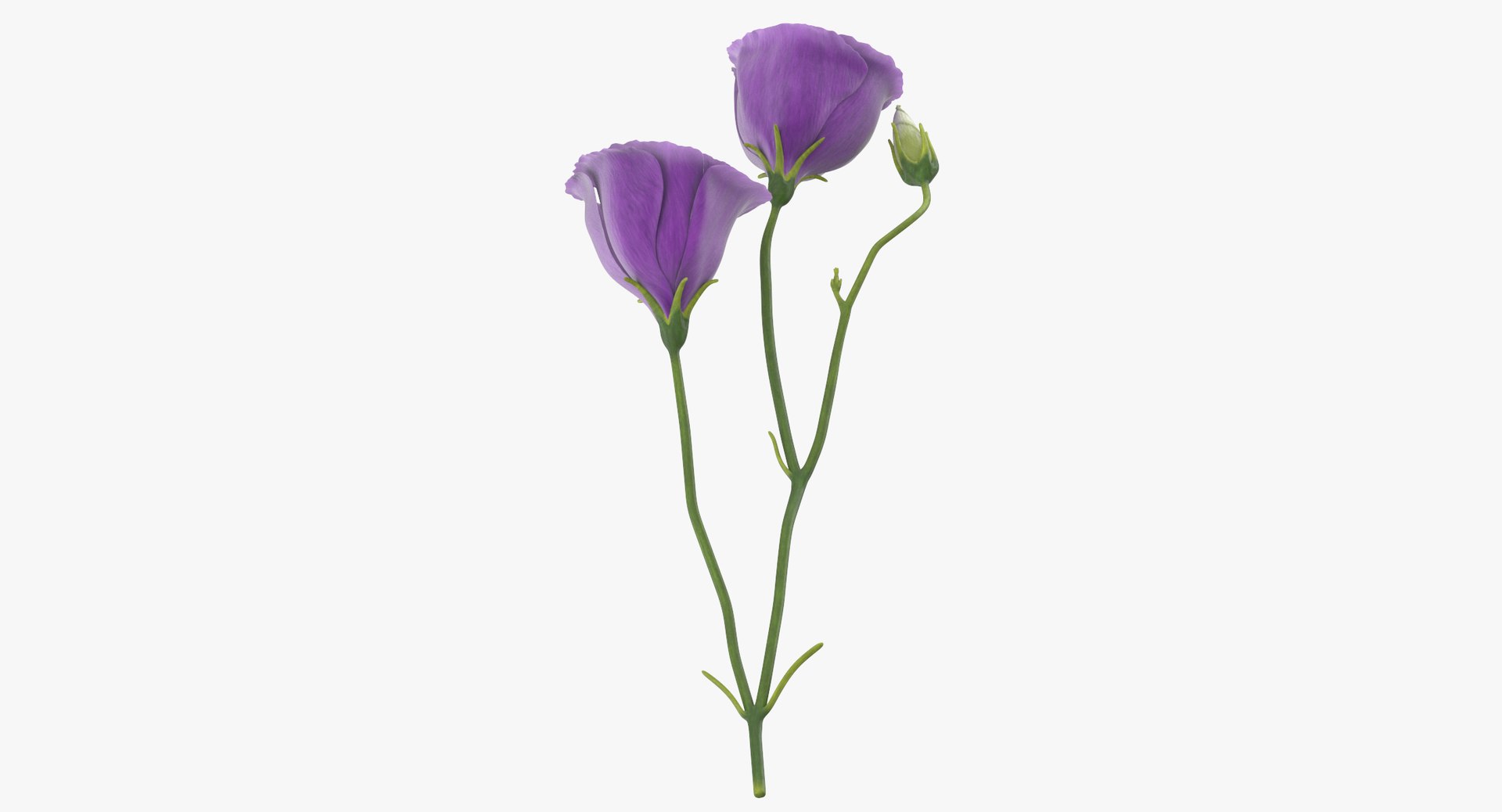 3D eustoma purple - https://p.turbosquid.com/ts-thumb/Zv/5eHkO8/bnYWJGbE/eustoma_purple_thumbnail_0007/jpg/1550066098/1920x1080/fit_q87/77895078bc6105fa17dd8974a836de9983cac11e/eustoma_purple_thumbnail_0007.jpg