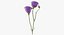 Eustoma -  Purple