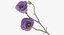 Eustoma -  Purple