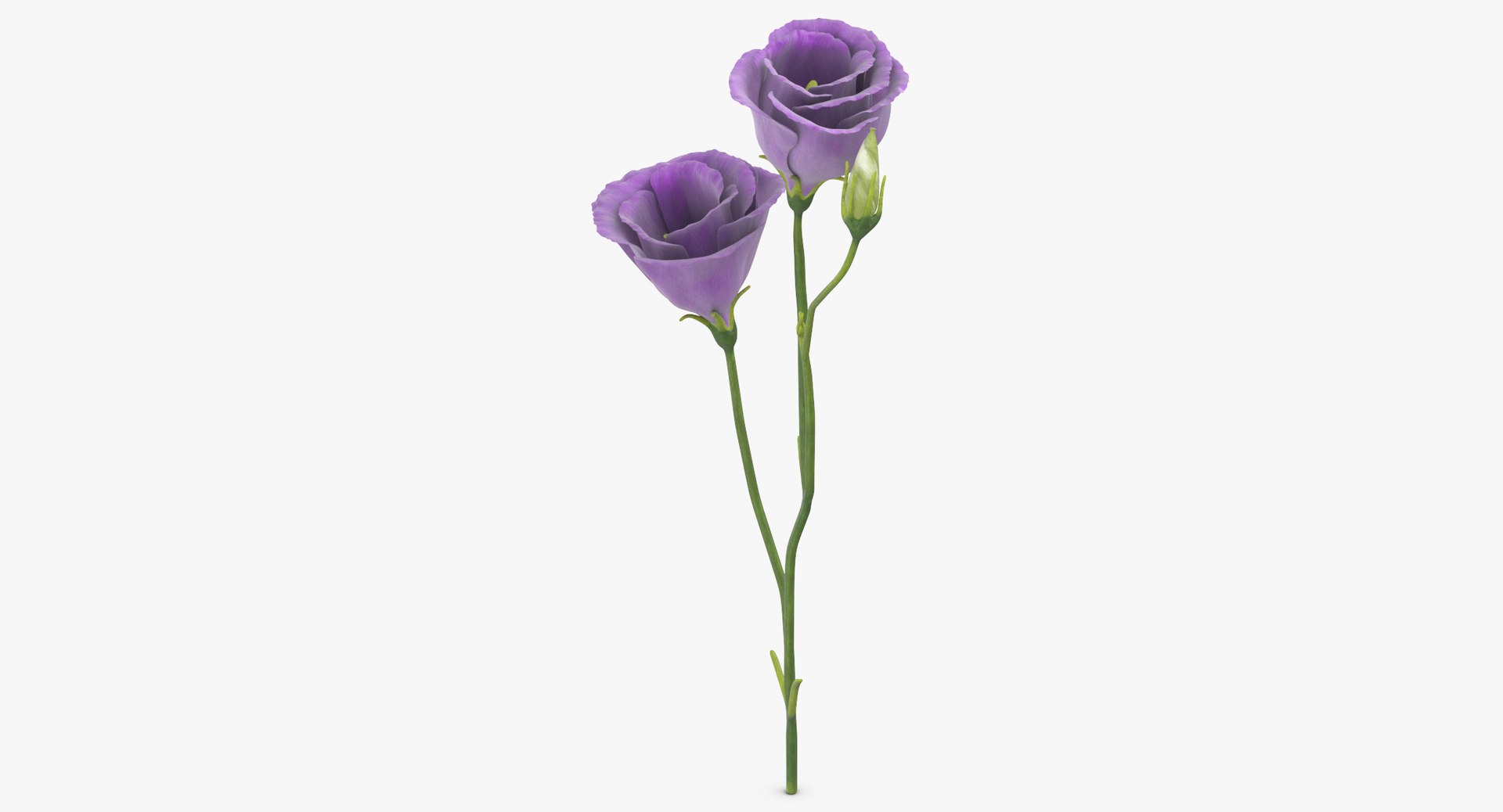 3D eustoma purple - https://p.turbosquid.com/ts-thumb/Zv/5eHkO8/f1CoQp3b/eustoma_purple_thumbnail_0004/jpg/1550066098/1920x1080/fit_q87/562e57e39754e5da2c3ec8666dfc047eb53ba44a/eustoma_purple_thumbnail_0004.jpg
