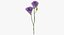 Eustoma -  Purple