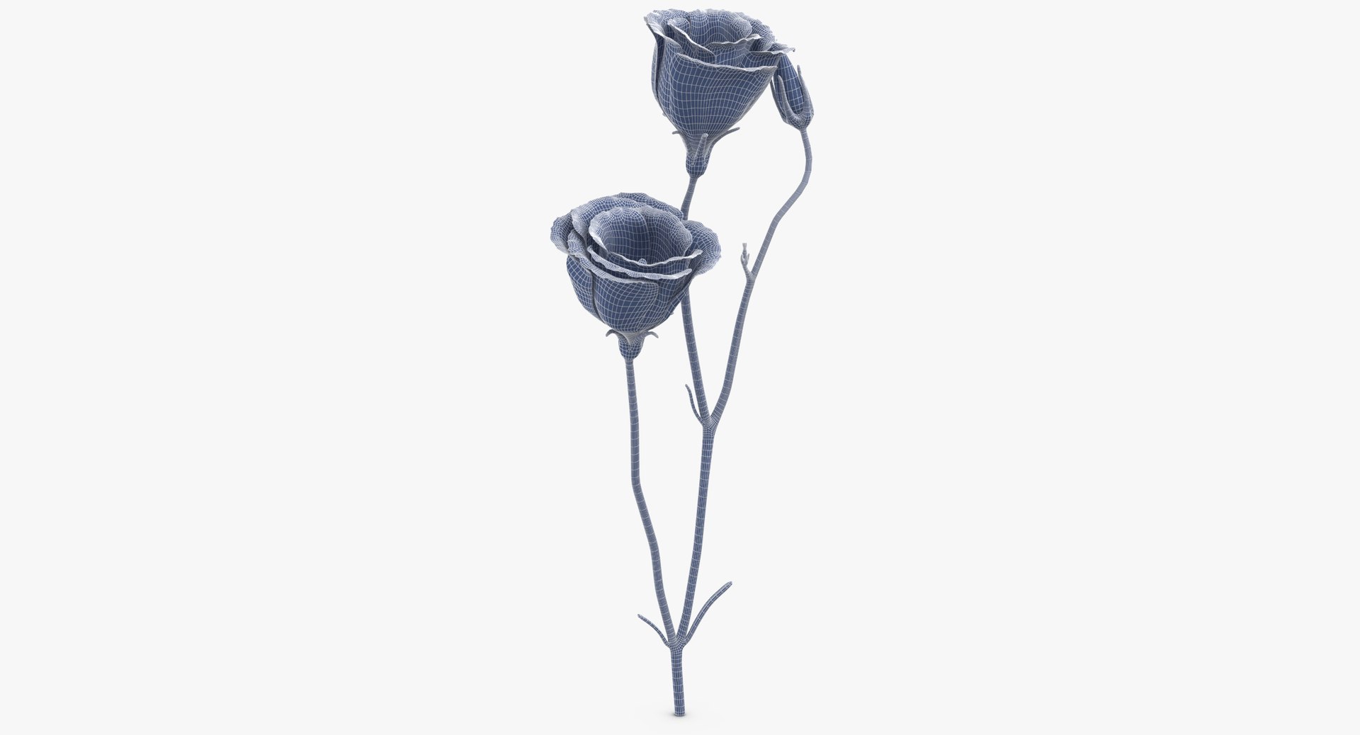 3D eustoma purple - https://p.turbosquid.com/ts-thumb/Zv/5eHkO8/ijRWCFmW/eustoma_purple_wireframe_0003/jpg/1550066098/1920x1080/fit_q87/da7b43317a465c4c331519e4d1a1f811f0f11de7/eustoma_purple_wireframe_0003.jpg