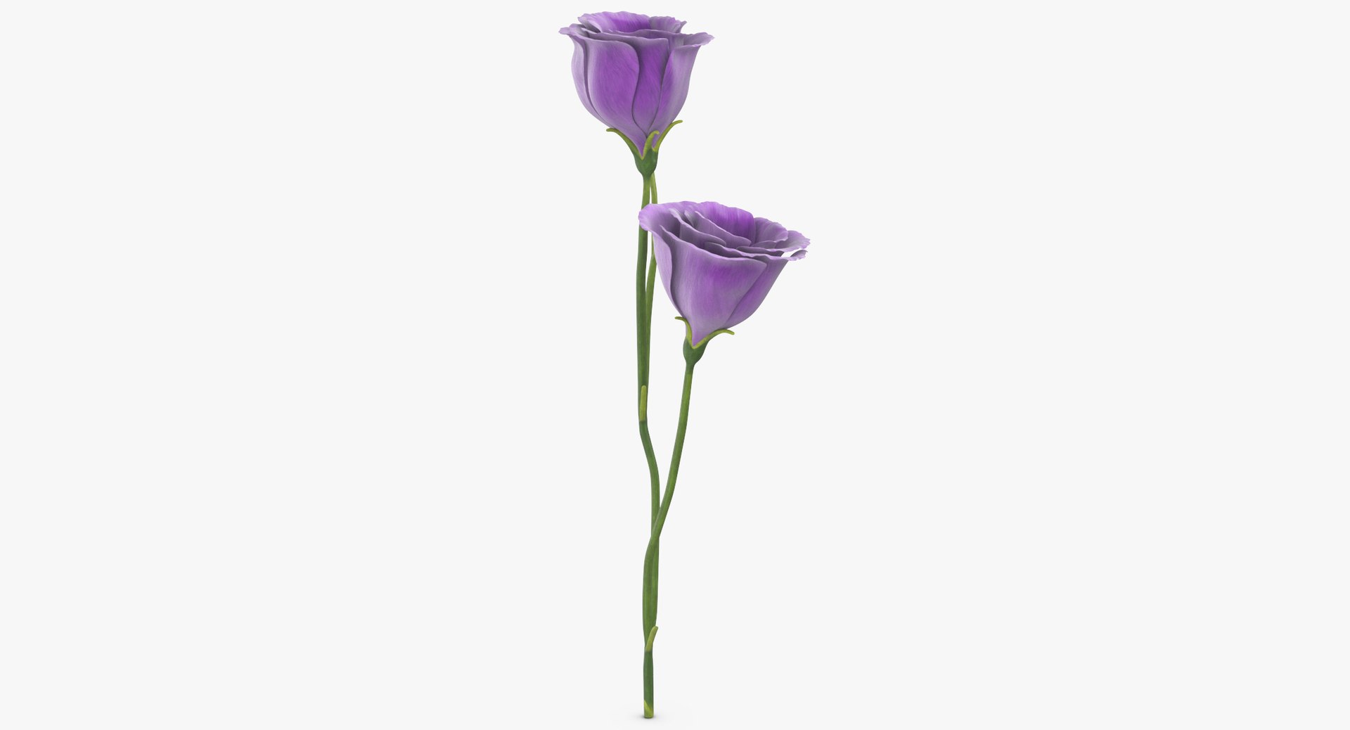 3D eustoma purple - https://p.turbosquid.com/ts-thumb/Zv/5eHkO8/oPajcvGI/eustoma_purple_thumbnail_0002/jpg/1550066098/1920x1080/fit_q87/e5a19c0725497f0b5f0b2a4234d403716d543770/eustoma_purple_thumbnail_0002.jpg