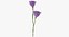 Eustoma -  Purple