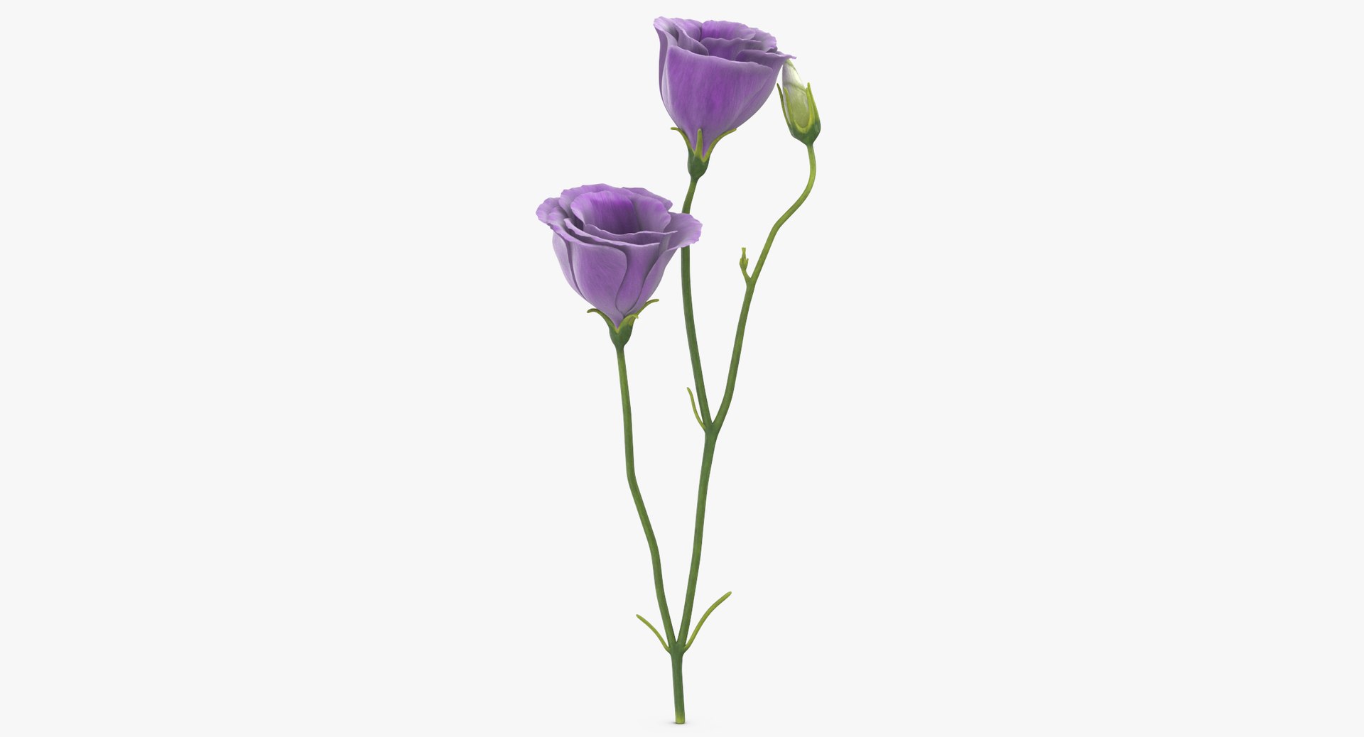 3D eustoma purple - https://p.turbosquid.com/ts-thumb/Zv/5eHkO8/zzen2CrA/eustoma_purple_thumbnail_0005/jpg/1550066098/1920x1080/fit_q87/8b75b36e003297f04062050ba8517236e6d112c9/eustoma_purple_thumbnail_0005.jpg