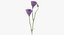 Eustoma -  Purple