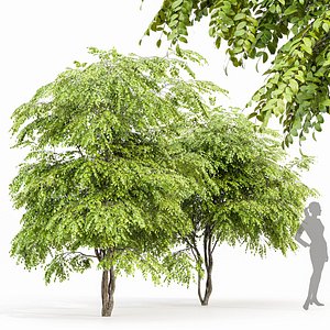 European Bladdernut 2Trees Staphylea Pinnata 3D