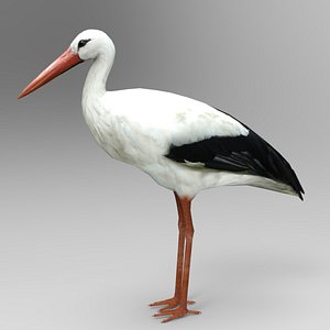 3D model stork bird