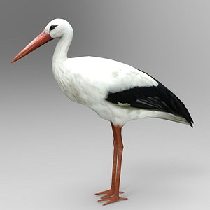 Stork