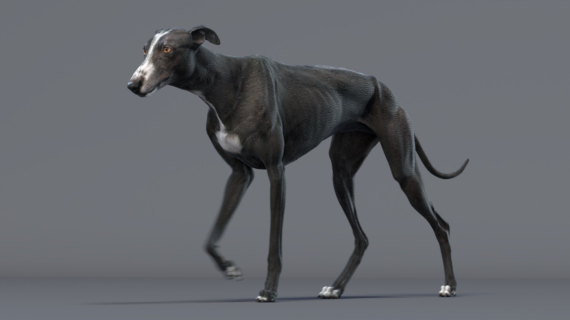 Realistic greyhound animations 3 model - TurboSquid 1651006