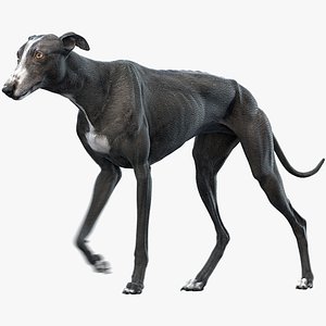 Greyhound 3 Animated