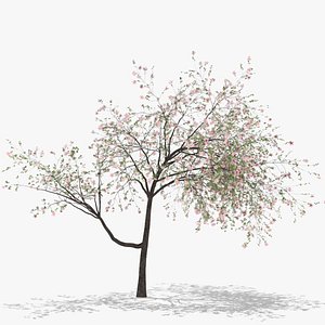 plum flowers hight model