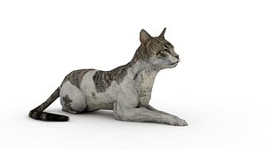 3D model Cat