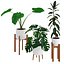 Houseplant72Coronamax