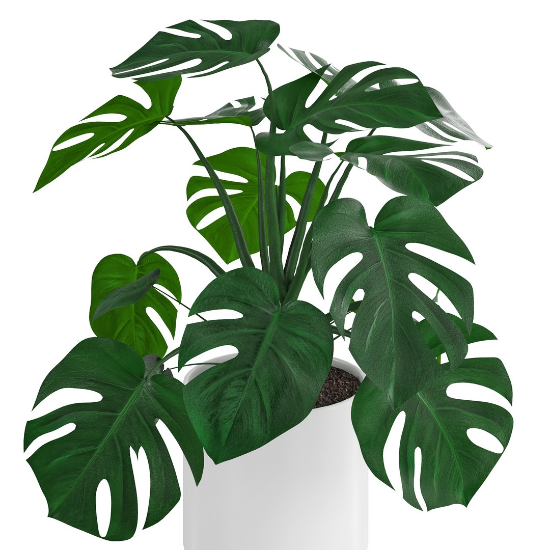 Houseplant72Coronamax 3D https://p.turbosquid.com/ts-thumb/Zv/IxdDuT/Tf/4/jpg/1644219179/1920x1080/fit_q87/e716a444fb0a3ece2201a3b3fed5d6743681e23c/4.jpg