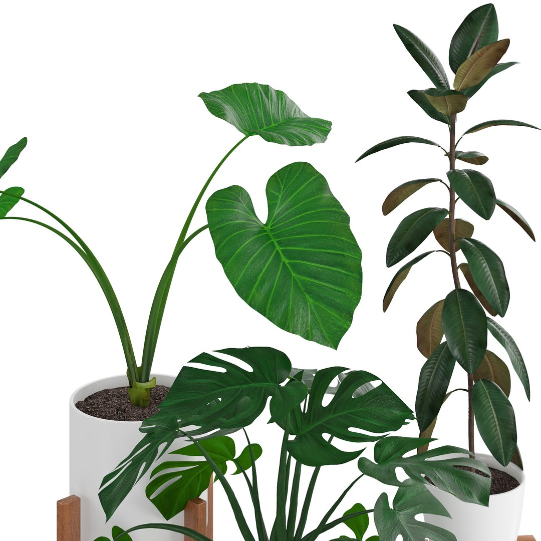 Houseplant72Coronamax 3D https://p.turbosquid.com/ts-thumb/Zv/IxdDuT/WK/5/jpg/1644218672/1920x1080/fit_q87/f8cf02cc2e3813c745808e05356b86b85add6dbd/5.jpg