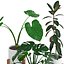 Houseplant72Coronamax