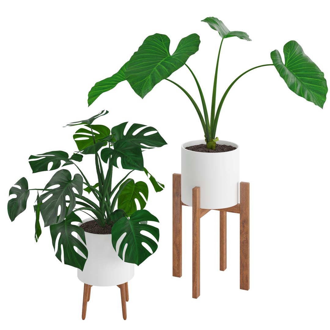 Houseplant72Coronamax 3D https://p.turbosquid.com/ts-thumb/Zv/IxdDuT/kz/3/jpg/1644218553/1920x1080/fit_q87/020f3c0c1f4c80de47733186f5ad9051198b1add/3.jpg