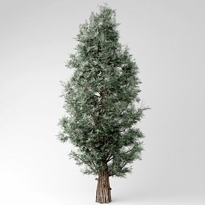 3D model eastern red cedar