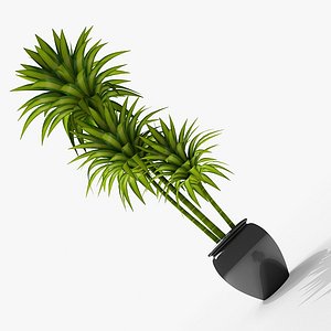 Dracaena Pot plant