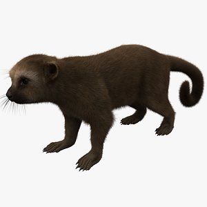 Kinkajou Fur