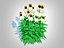 Echinacea - jeżówka biała