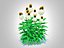 Echinacea - jeżówka biała