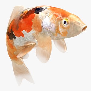 3D Japanese Carp Fish Rigged L1718