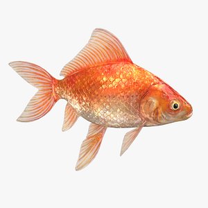 3D model goldfish context scene animations