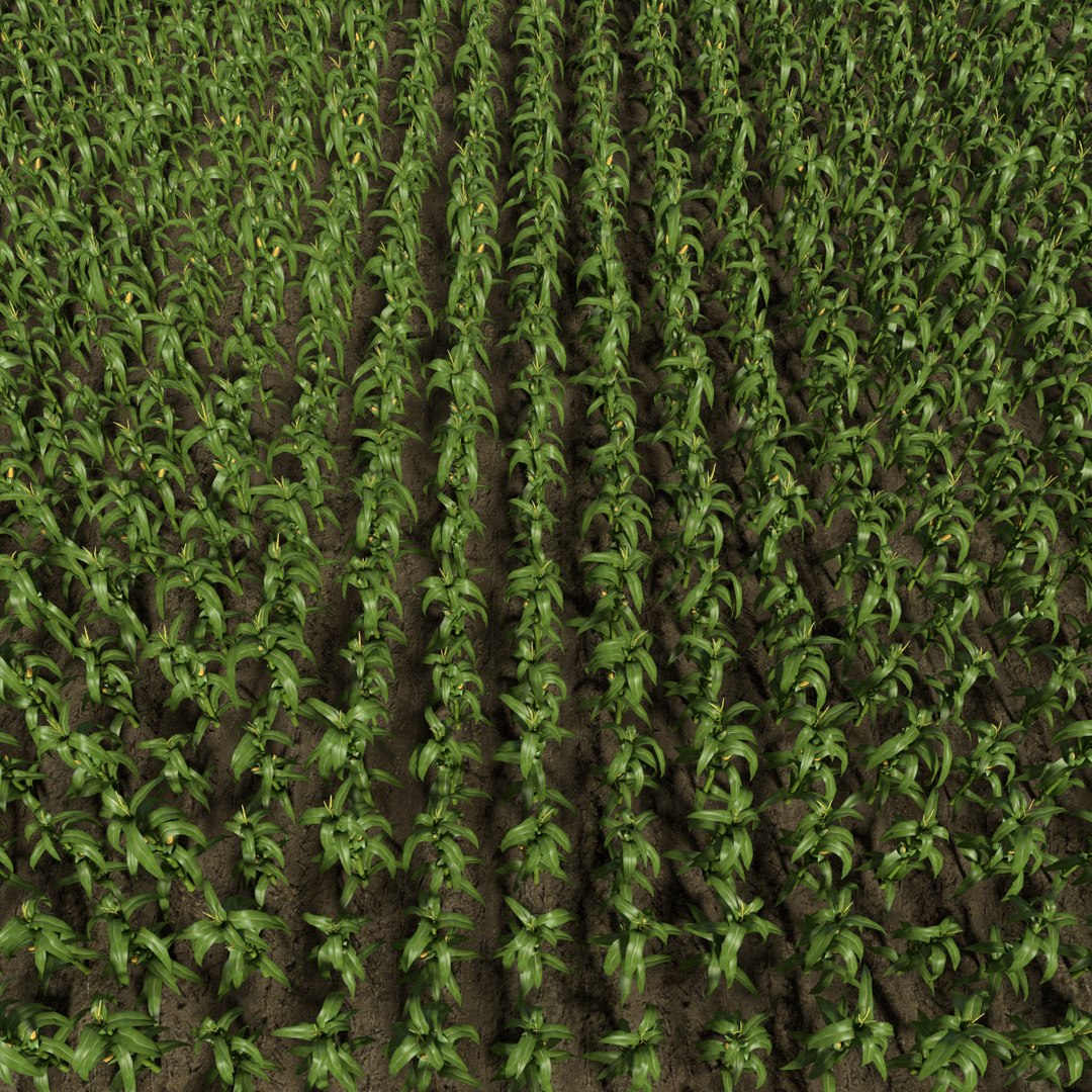 Corn Field 3d Model
