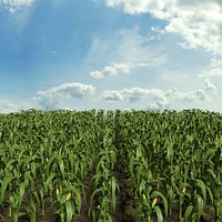 Corn Field