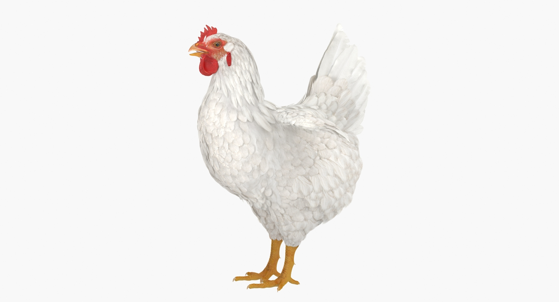 3D Chickens Hen Realistic - TurboSquid 1200617